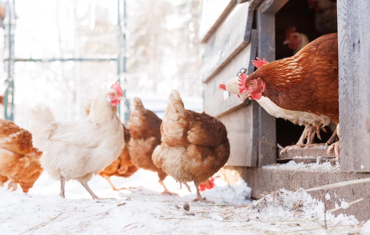подготовка курятника к зиме