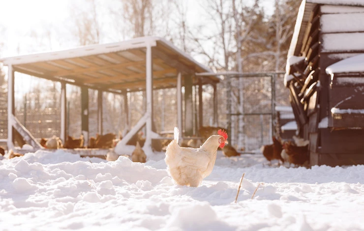 кормление кур зимой