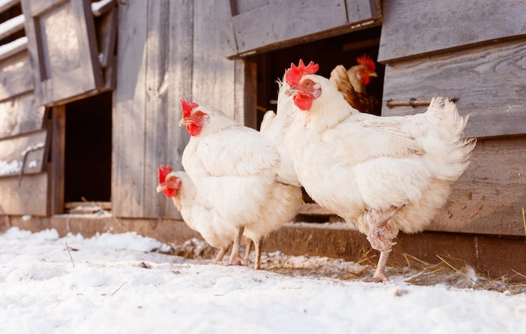 как подготовить курятник к зиме