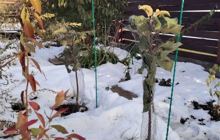 что делать в саду осенью