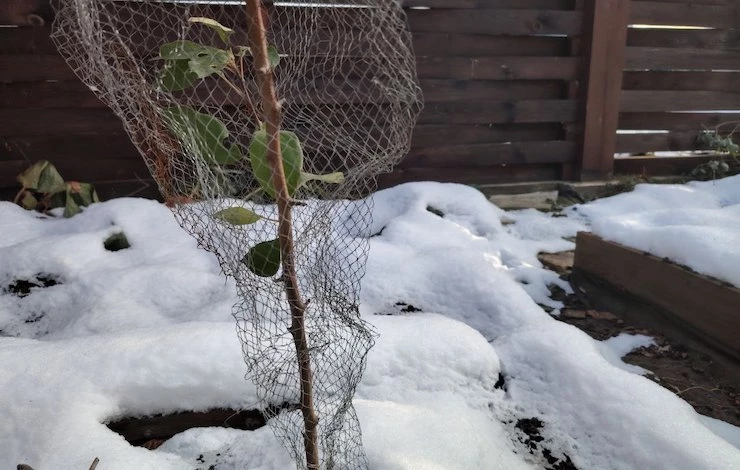 что делать в огороде осенью