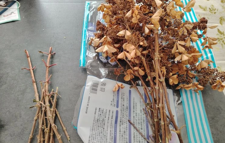 черенкование осенью