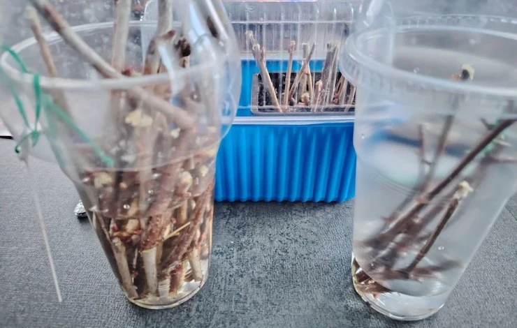 осеннее черенкование деревьев