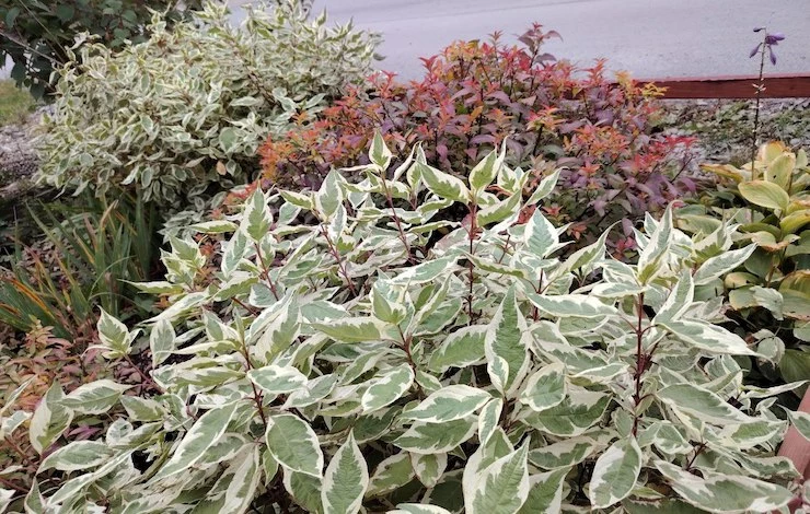 осенние работы в саду