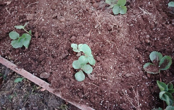 мульчирование посадок осенью