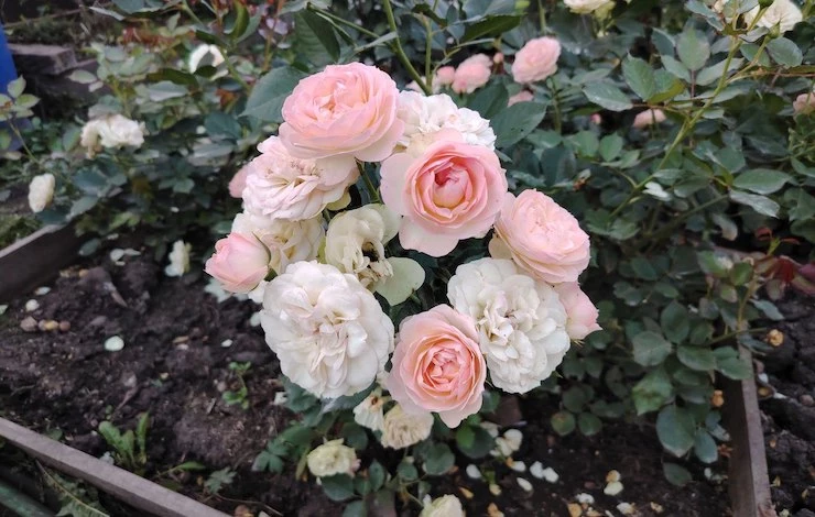 обрезка роз осенью