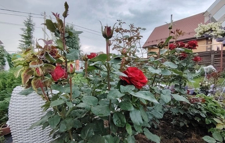 осенняя обрезка розы