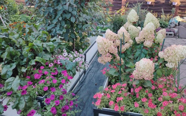 обрезка гортензий осенью