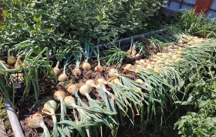 уборка урожая осенью