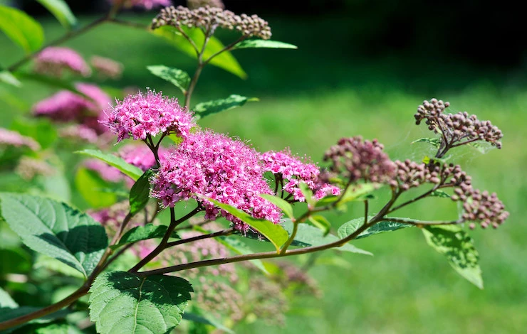 обрезка декоративных кустарников осенью