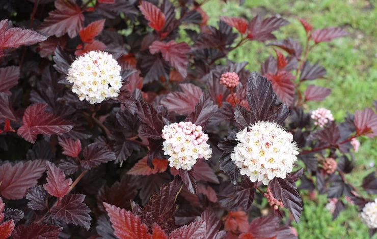подготовка кустарников к зиме обрезка