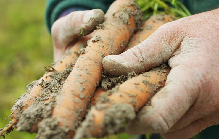 как хранить морковь в опилках