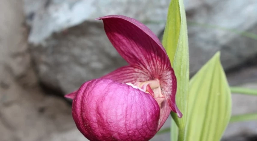 полив орхидеи фаленопсис зимой