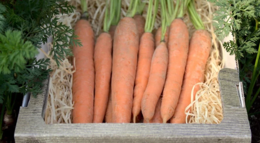 песок для хранения моркови