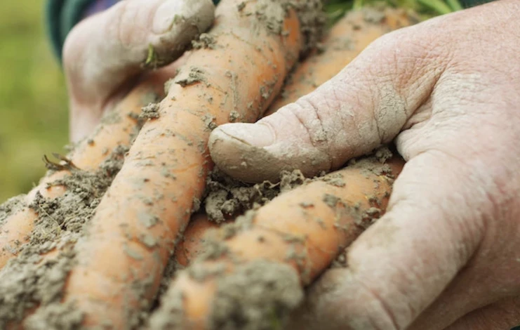 хранение моркови в песке зимой в погребе