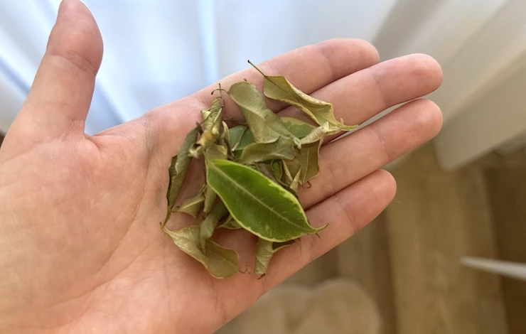 болезни фикусов зимой