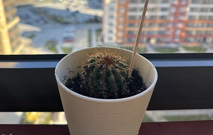 период покоя кактусов