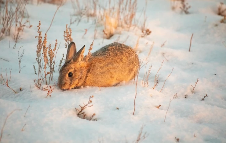 уход за кроликами зимой