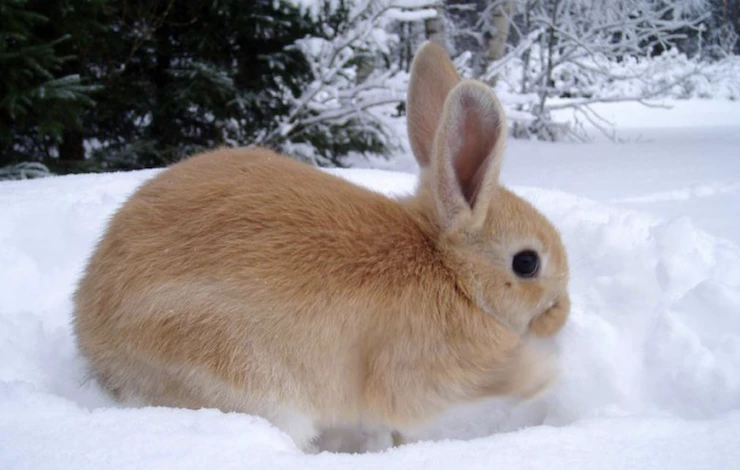 как поить кроликов зимой если нет подогрева