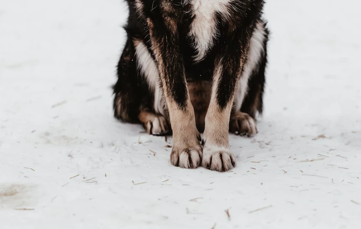 как утеплить собачью будку на зиму