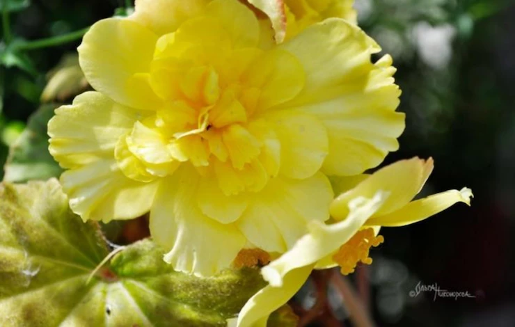 уход за клубневой бегонией в ноябре