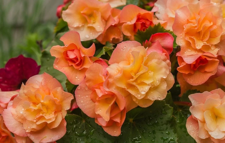 клубень бегонии сморщился при хранении что делать