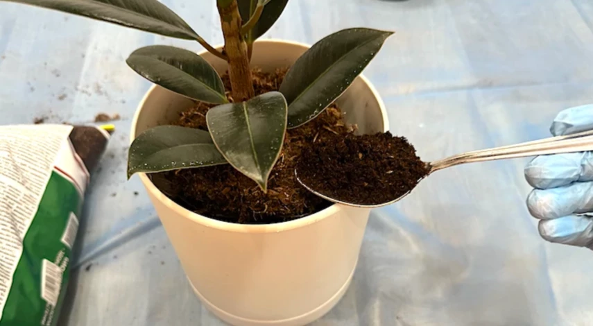 грунт для фикуса приготовление