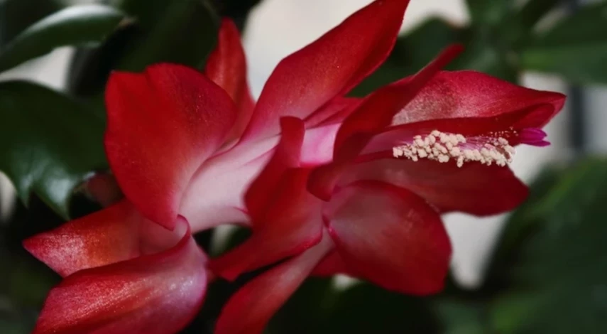 что делать с комнатными цветами в ноябре