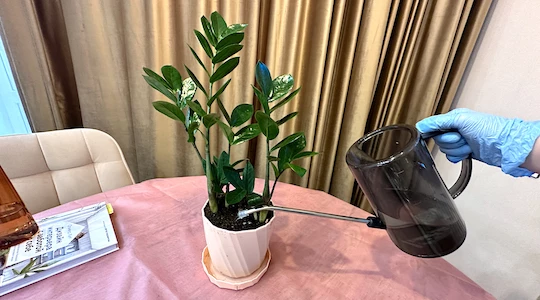 подкормки комнатных цветов в декабре