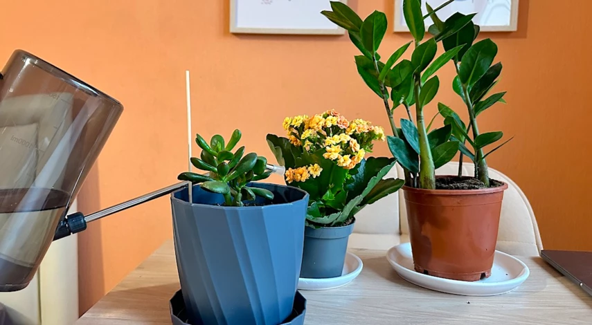 удобрения для комнатных цветов в декабре