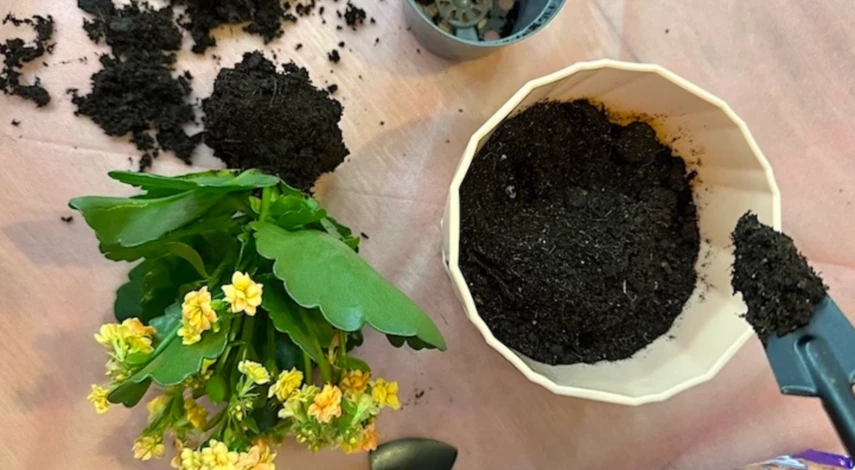 подкормка комнатных культур зимой