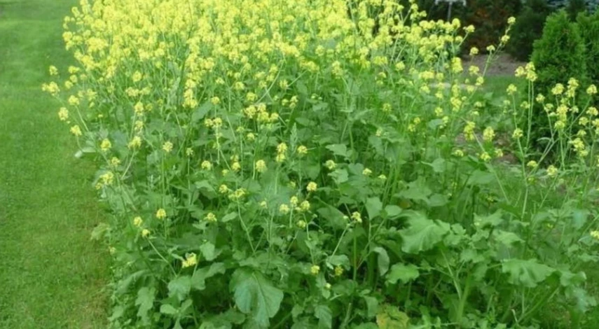 севооборот таблица культур