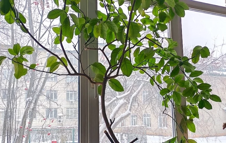 уход за цитрусовыми в домашних условиях