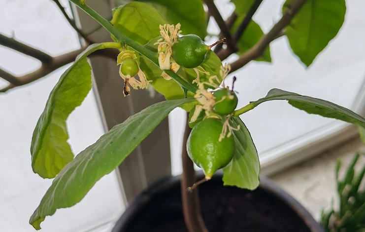 желтеют листья цитрусовых зимой