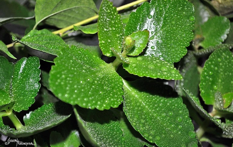 орошение комнатных растений в декабре