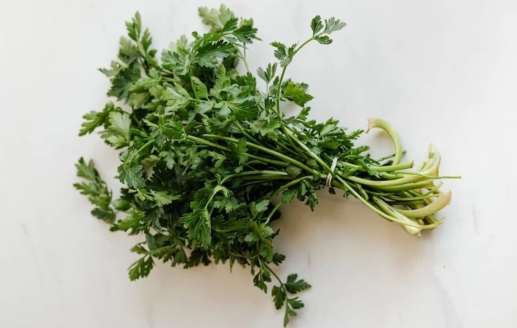 петрушка на подоконнике зимой