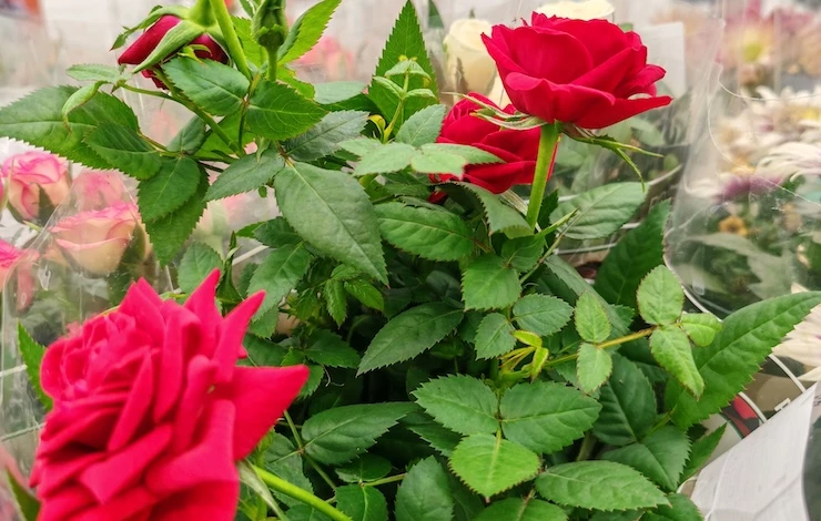 выращивание розы зимой