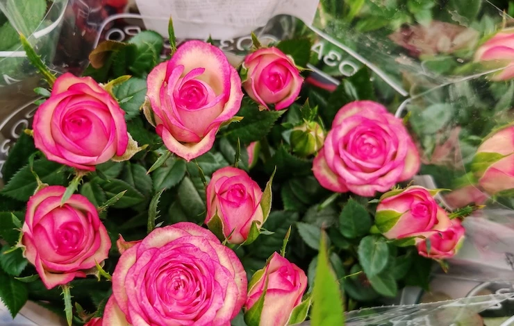 уход за розой зимой