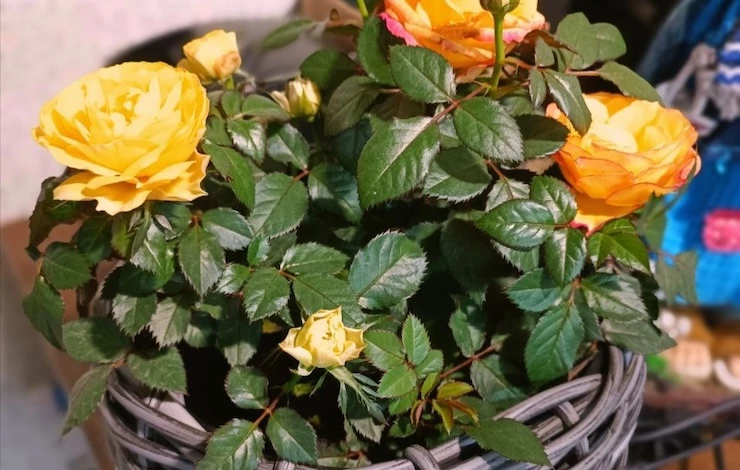 уход за йоршечной розой зимой