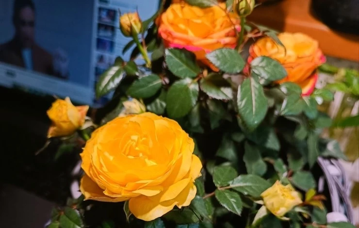 уход за горшечной розой в домашних условиях