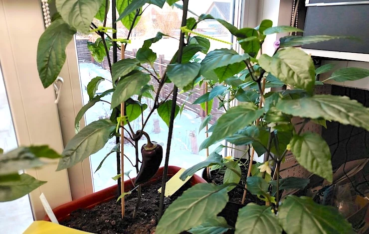 огород на подоконнике зимой