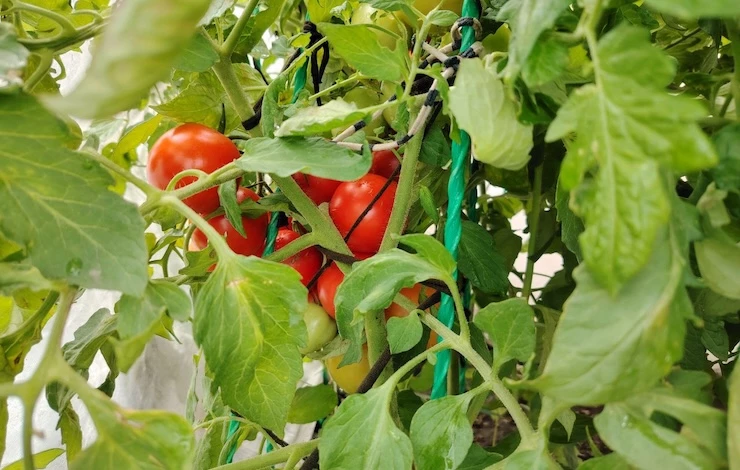 выращивание томатов на подоконнике