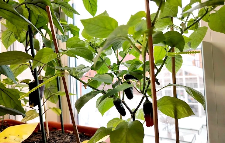 Выращивание перцев на подоконнике