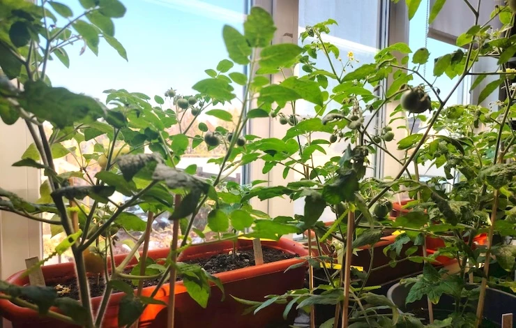 домашний огород на подоконнике