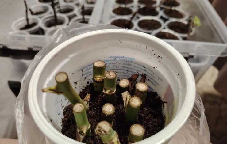 черенкование роз зимой