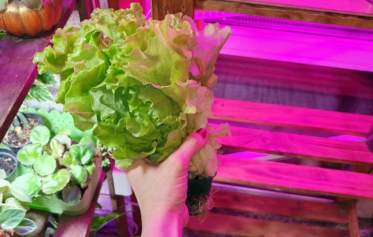 мини-тепличка для выращивания зелени зимой