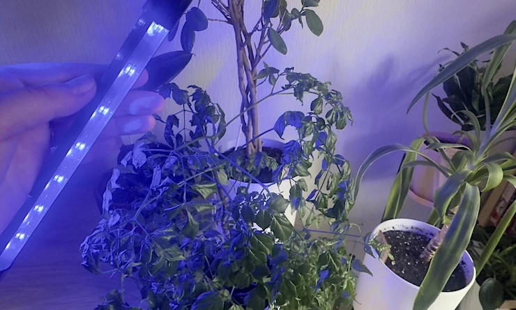 досветла комнатных растений зимой