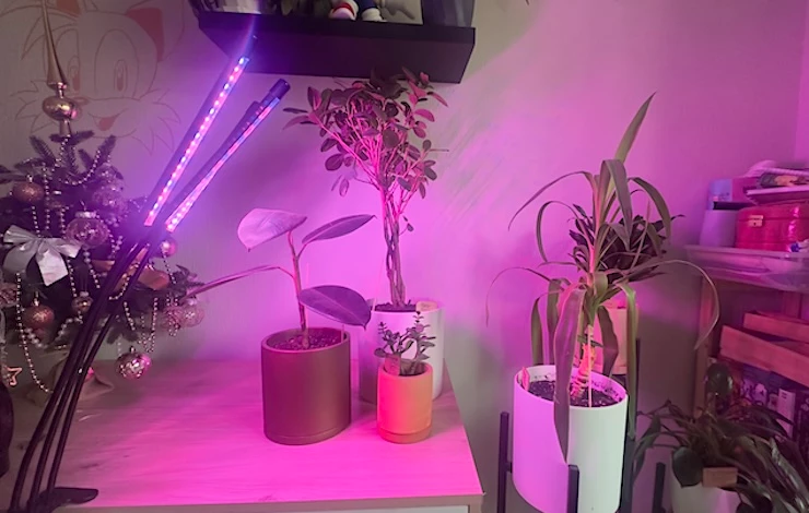 освещение для комнатных растений зимой