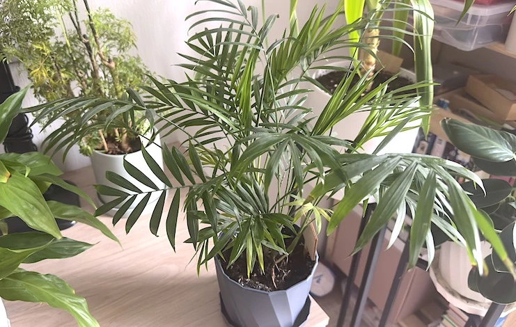 чем досвечивать комнатные растения