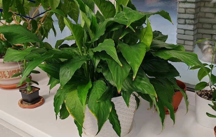 женское счастье желтеет